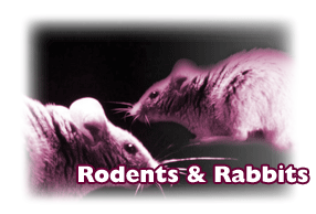 Click here for rodent and rabbit diagnostic tests