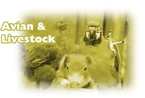 Click here for avian & livestock diagnostic tests