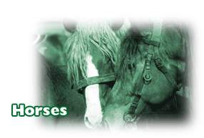 Click here for equine diagnostic tests