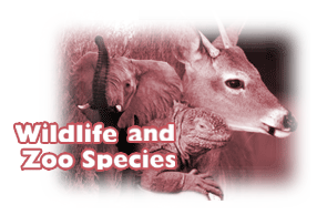 Click here for wildlife and zoo diagnostic tests